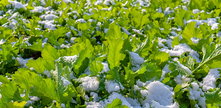 你了解雪菜嗎，它有哪些營養價值和功效